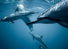 kaiyun-斯诺克世界公开赛：吴宜泽5-1进四强将战奥沙利文